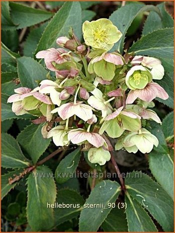 Helleborus sternii | Kerstroos, Stinkend nieskruid