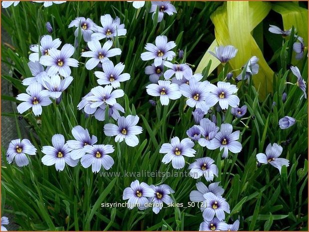 Sisyrinchium 'Devon Skies' | Bieslelie