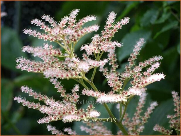 Rodgersia 'Die Stolze' | Schout-bij-nacht, Kijkblad