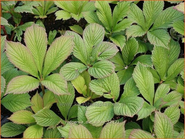 Rodgersia 'Die Stolze' | Schout-bij-nacht, Kijkblad