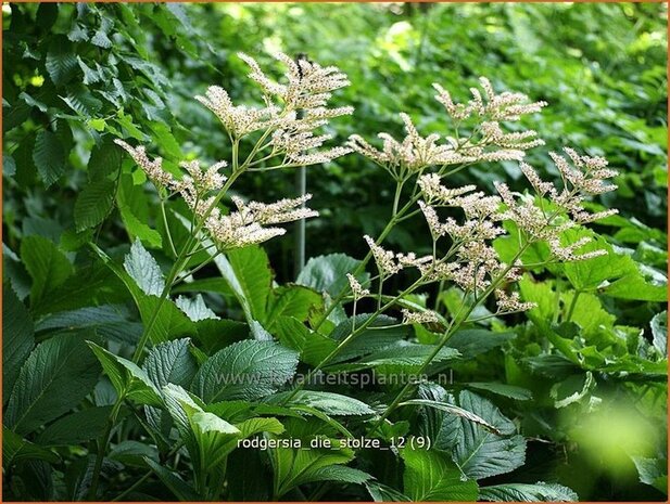 Rodgersia 'Die Stolze' | Schout-bij-nacht, Kijkblad