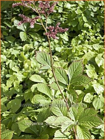 Rodgersia 'Die Stolze' | Schout-bij-nacht, Kijkblad