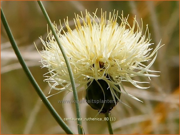 Centaurea ruthenica | Centaurie, Kaukasische korenbloem