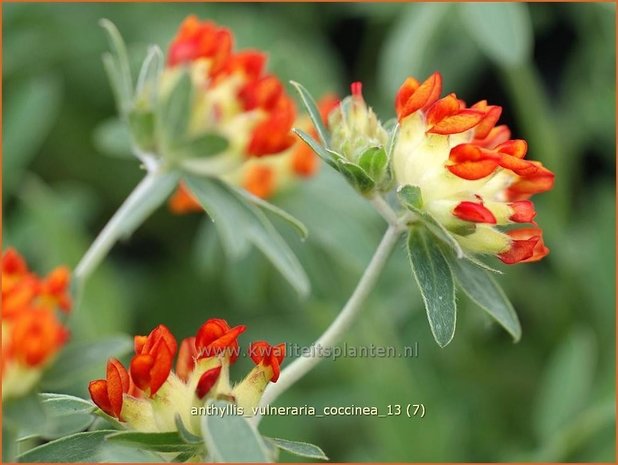 Anthyllis vulneraria coccinea | Rode Wondklaver