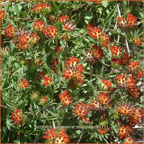 Anthyllis vulneraria coccinea | Rode Wondklaver