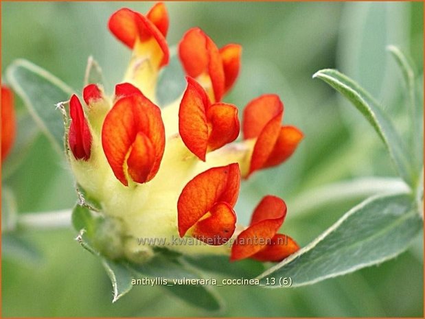 Anthyllis vulneraria coccinea | Rode Wondklaver