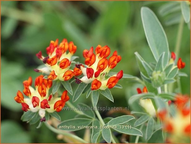 Anthyllis vulneraria coccinea | Rode Wondklaver