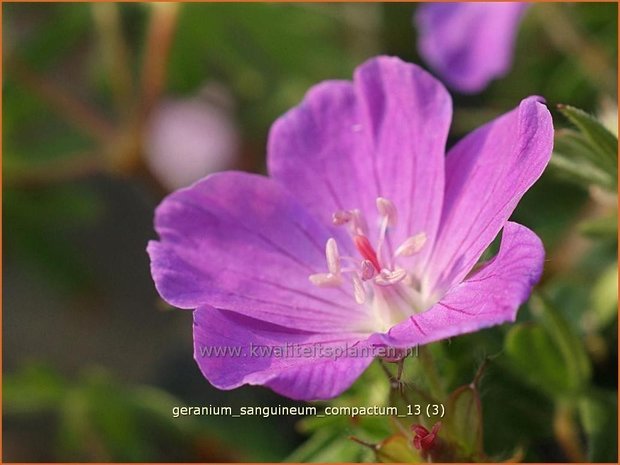 Geranium sanguineum 'Compactum' | Ooievaarsbek