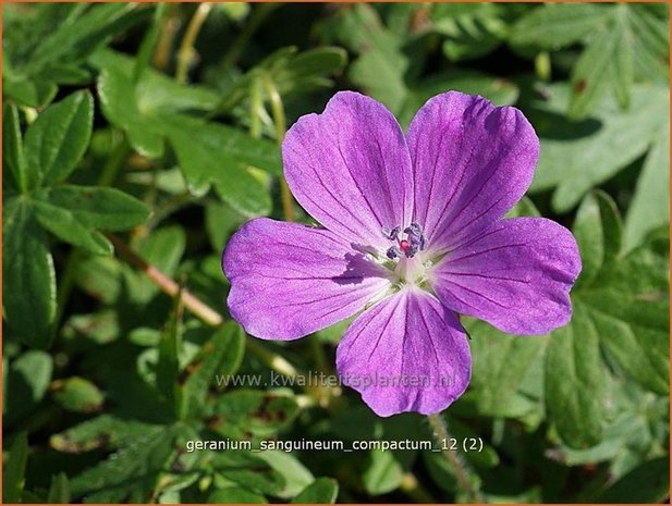 Geranium sanguineum 'Compactum' | Ooievaarsbek