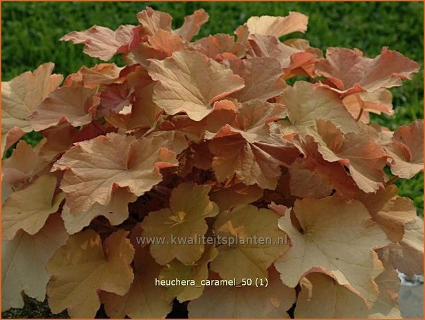 Heuchera 'Caramel' | Purperklokje