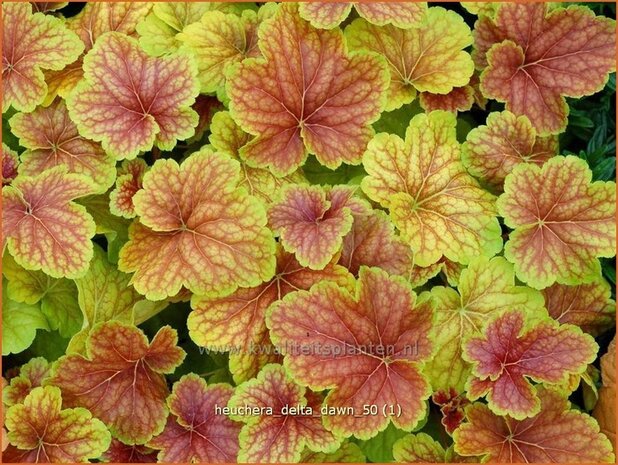 Heuchera 'Delta Dawn' | Purperklokje