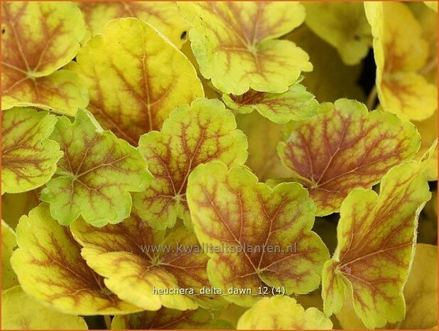 Heuchera 'Delta Dawn' | Purperklokje