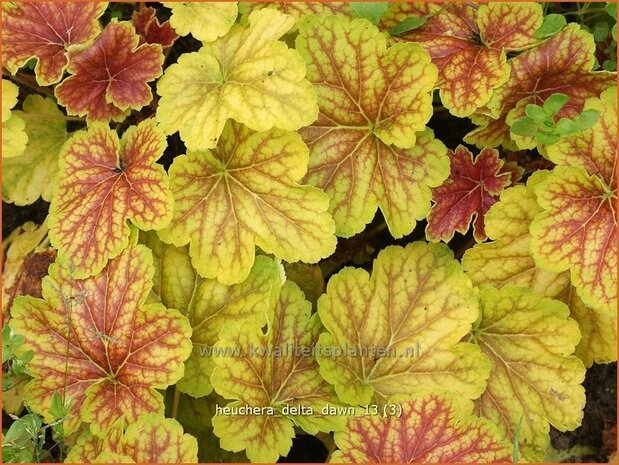 Heuchera 'Delta Dawn' | Purperklokje