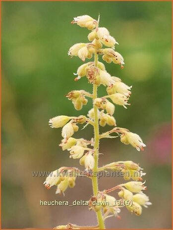 Heuchera 'Delta Dawn' | Purperklokje