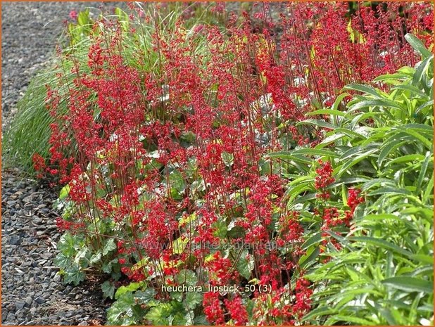 Heuchera 'Lipstick' | Purperklokje