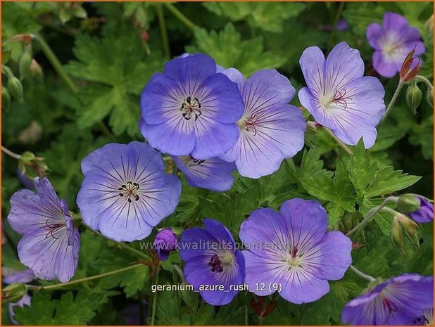 Geranium 'Azure Rush' | Ooievaarsbek