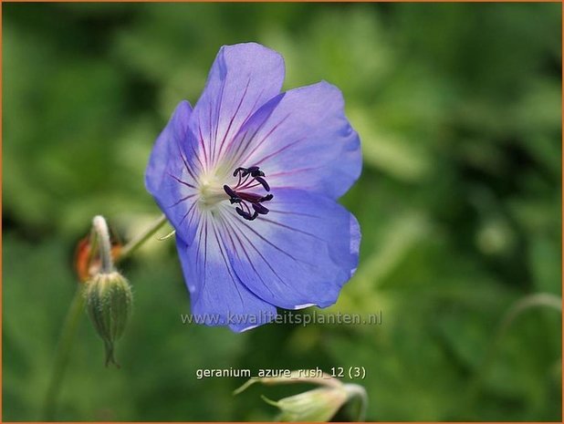 Geranium 'Azure Rush' | Ooievaarsbek