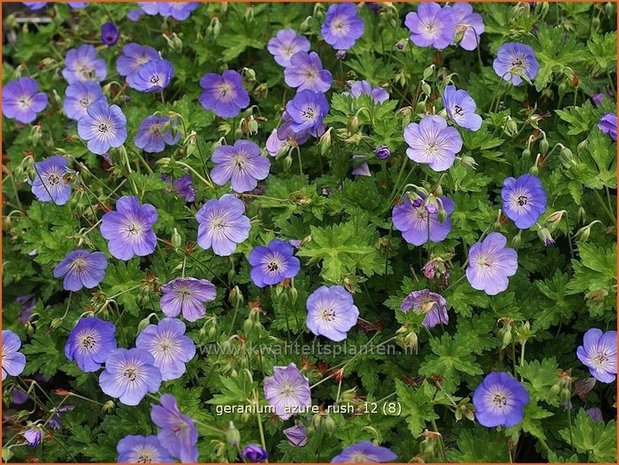 Geranium 'Azure Rush' | Ooievaarsbek