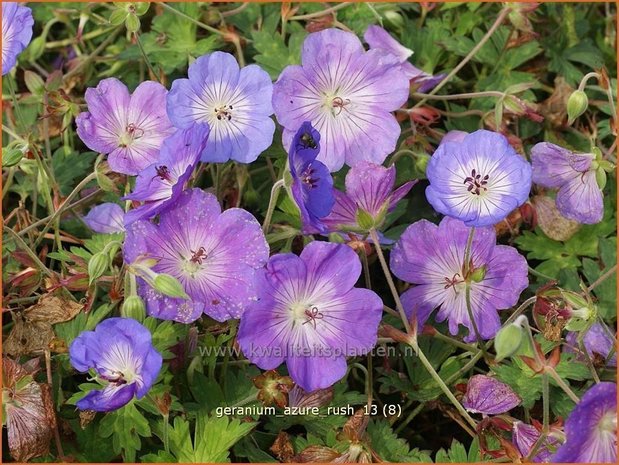 Geranium 'Azure Rush' | Ooievaarsbek