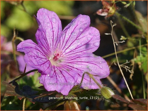 Geranium 'Blushing Turtle' | Ooievaarsbek, Tuingeranium | Storchschnabel