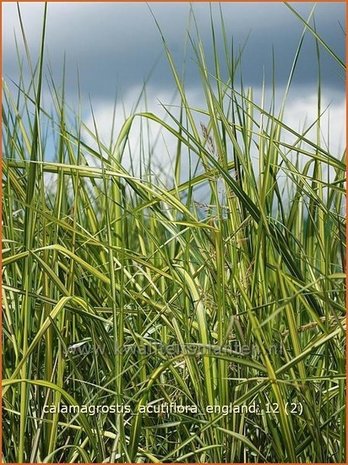 Calamagrostis acutiflora 'England' | Struisriet