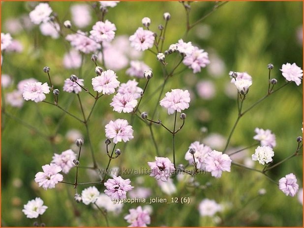 Gypsophila 'Jolien' | Gipskruid