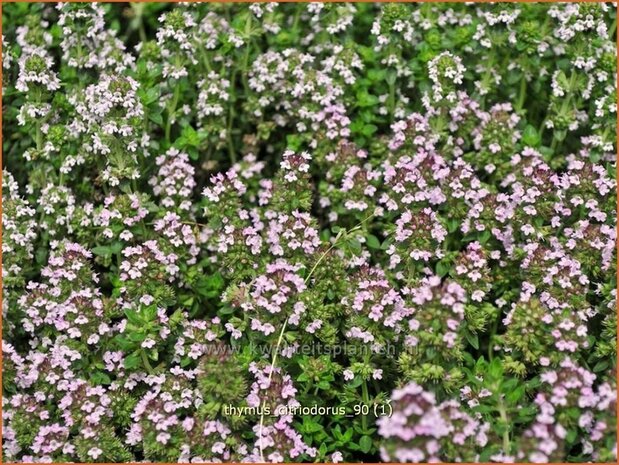 Thymus citriodorus | Citroentijm, Tijm