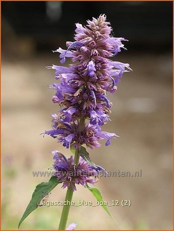 Agastache 'Blue Boa' | Dropplant, Anijsnetel