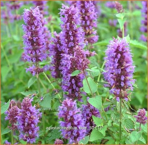 Agastache 'Blue Boa' | Dropplant, Anijsnetel