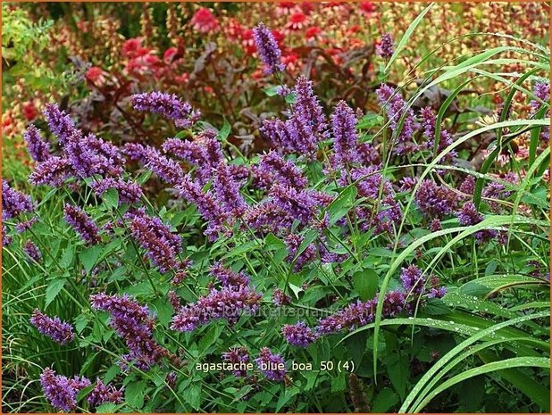 Agastache 'Blue Boa' | Dropplant, Anijsnetel