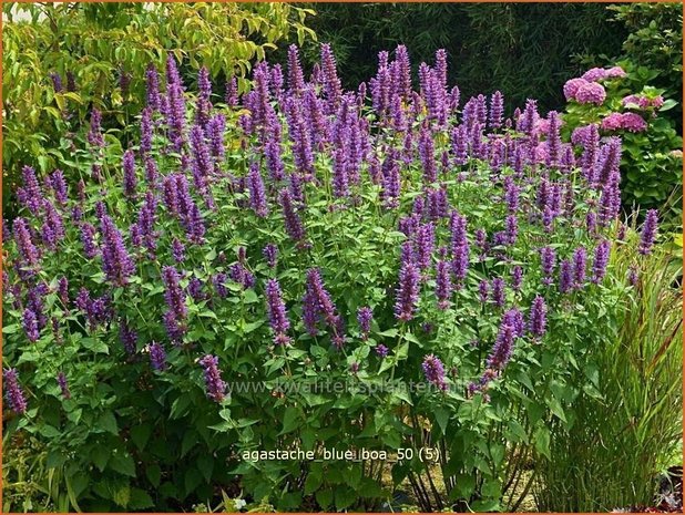 Agastache 'Blue Boa' | Dropplant, Anijsnetel