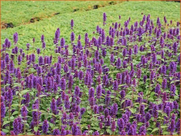 Agastache 'Blue Boa' | Dropplant, Anijsnetel