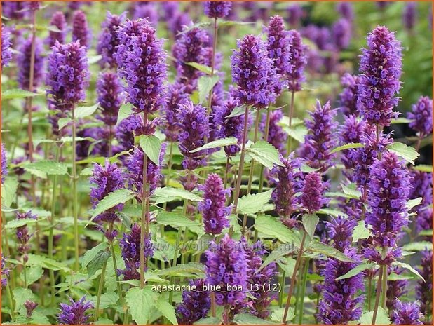 Agastache 'Blue Boa' | Dropplant, Anijsnetel