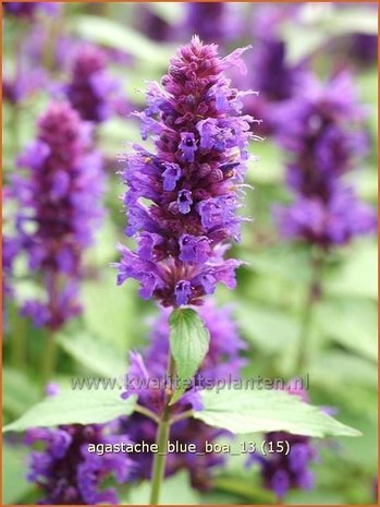 Agastache 'Blue Boa' | Dropplant, Anijsnetel