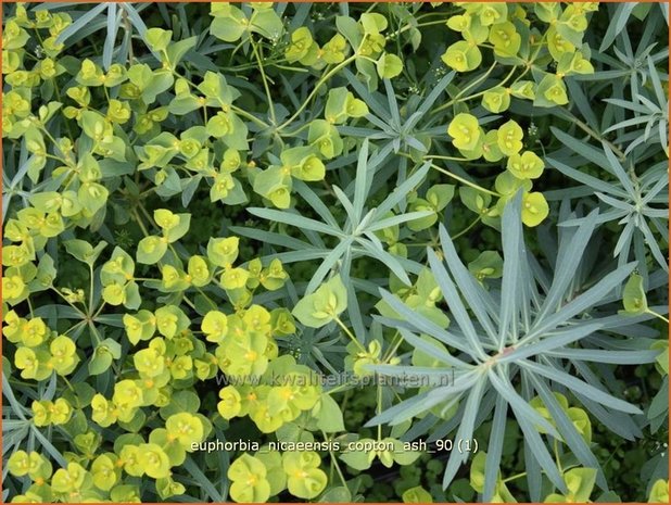 Euphorbia 'Copton Ash' | Wolfsmelk | Wolfsmilch | Spurge