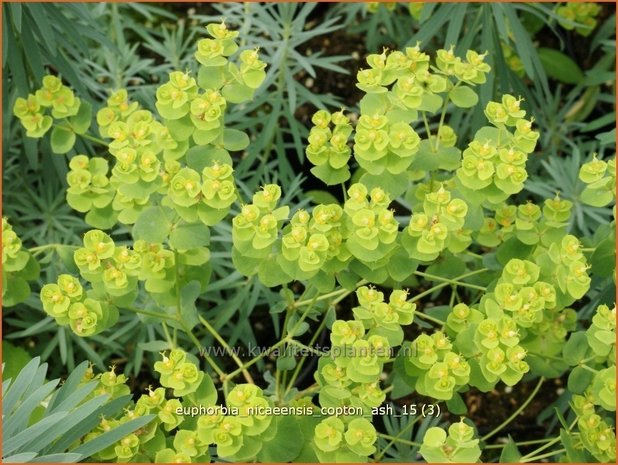 Euphorbia 'Copton Ash' | Wolfsmelk | Wolfsmilch | Spurge