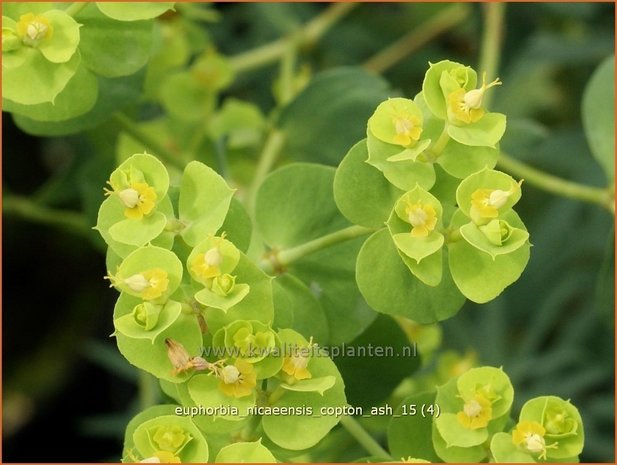 Euphorbia 'Copton Ash' | Wolfsmelk | Wolfsmilch | Spurge