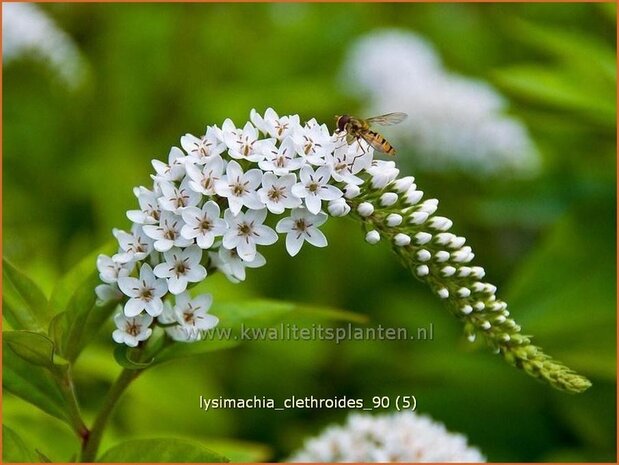 Lysimachia clethroides | Wederik