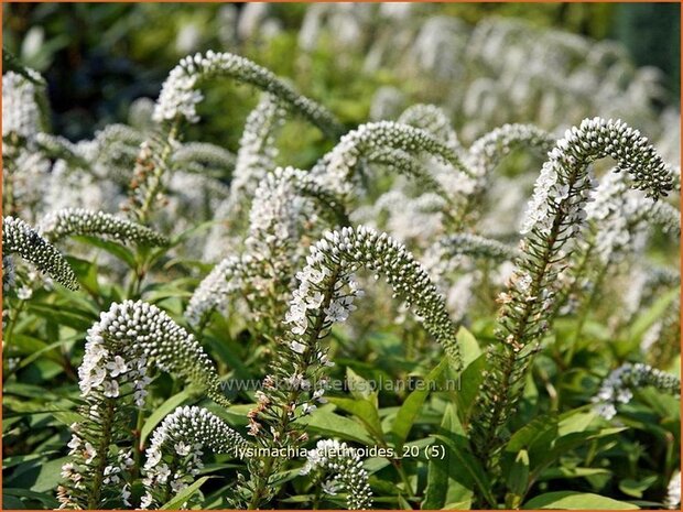 Lysimachia clethroides | Wederik