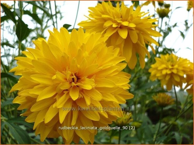 Rudbeckia laciniata 'Goldquelle' | Zonnehoed