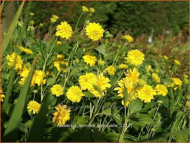 Rudbeckia laciniata 'Goldquelle' | Zonnehoed