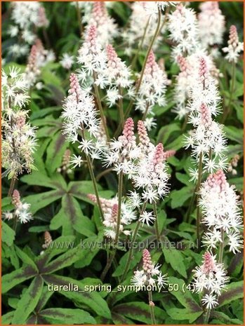 Tiarella 'Spring Symphony' | Schuimbloem, Perzische muts