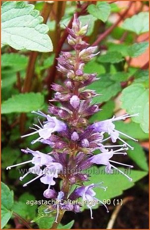 Agastache 'After Eight' | Dropplant, Anijsnetel