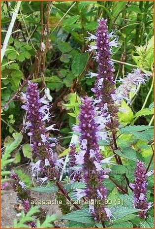 Agastache 'After Eight' | Dropplant, Anijsnetel