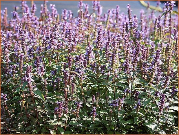 Agastache 'After Eight' | Dropplant, Anijsnetel