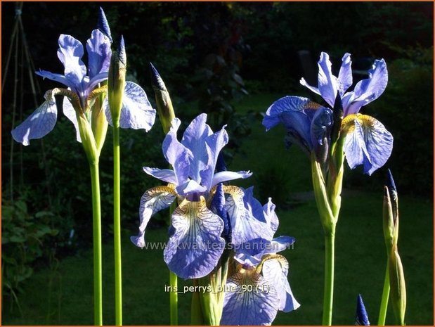 Iris sibirica 'Perry's Blue' | Siberische iris, Lis, Iris | Sibirische Schwertlilie