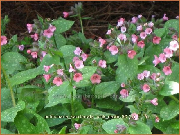 Pulmonaria saccharata 'Pink Dawn' | Longkruid