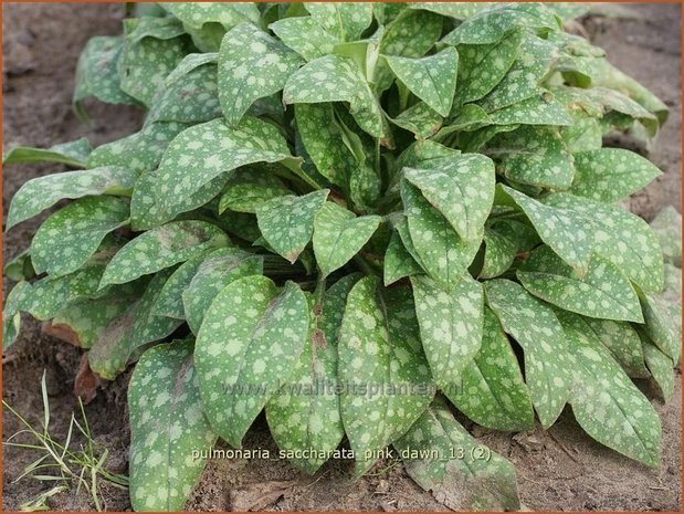 Pulmonaria saccharata 'Pink Dawn' | Longkruid