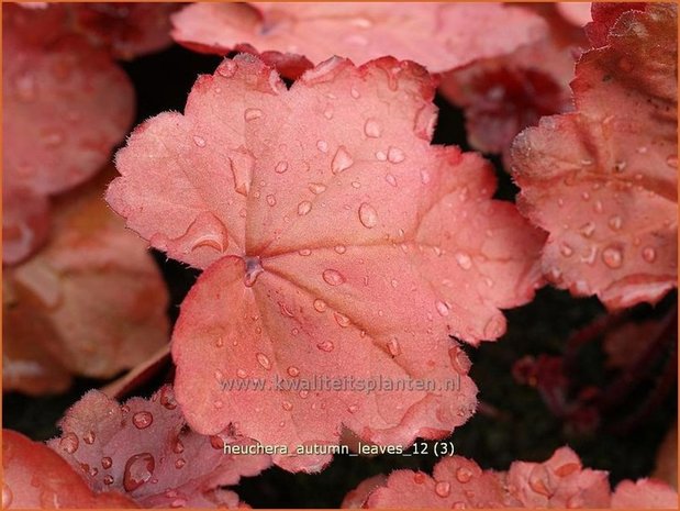 Heuchera 'Autumn Leaves' | Purperklokje