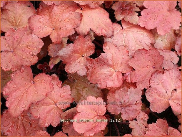 Heuchera 'Autumn Leaves' | Purperklokje